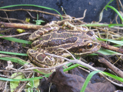 Gastrotheca pseustes