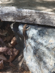 Sceloporus occidentalis
