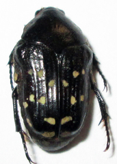 Clinteroides permutans
