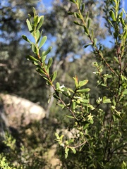 Styphelia mutica