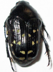 Clinteroides permutans
