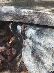 Sceloporus occidentalis