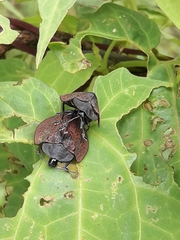 Cyrtonota textilis