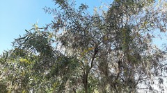 Acacia retinodes