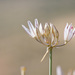 Allium moschatum - Photo (c) Sarah Gregg, vissa rättigheter förbehållna (CC BY-NC-SA)