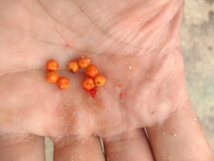 Allophylus puberulus