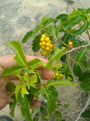 Allophylus puberulus