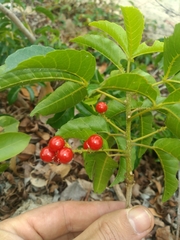 Allophylus puberulus