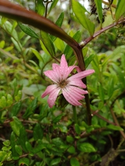 Mutisia speciosa