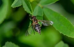 Toxomerus vertebratus