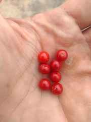 Allophylus puberulus