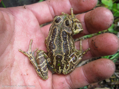 Gastrotheca pseustes