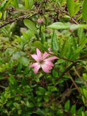 Mutisia speciosa