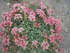 Verbena aurantiaca