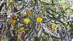 Acacia retinodes
