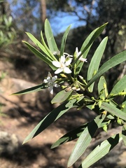 Philotheca myoporoides myoporoides