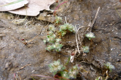 Mitrasacme phascoides