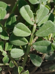 Indigofera miniata
