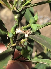 Philotheca myoporoides myoporoides