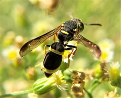Parancistrocerus rectangulis