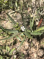 Philotheca myoporoides myoporoides
