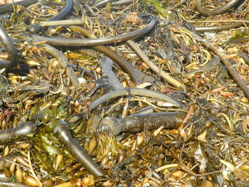 photo of Bull Kelp (Nereocystis luetkeana)