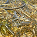 photo of Bull Kelp (Nereocystis luetkeana)