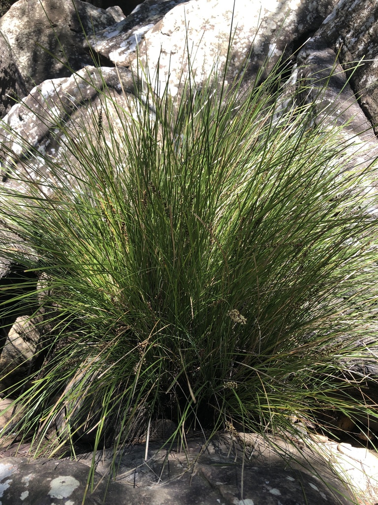 Lomandra fluviatilis