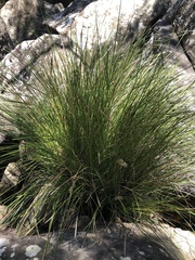 Lomandra fluviatilis
