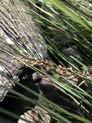 Lomandra fluviatilis