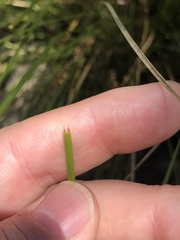 Lomandra fluviatilis