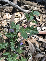 Solanum prinophyllum