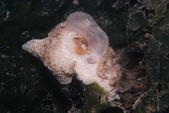 Pleurobranchaea bubala