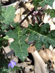 Solanum prinophyllum