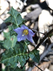 Solanum prinophyllum