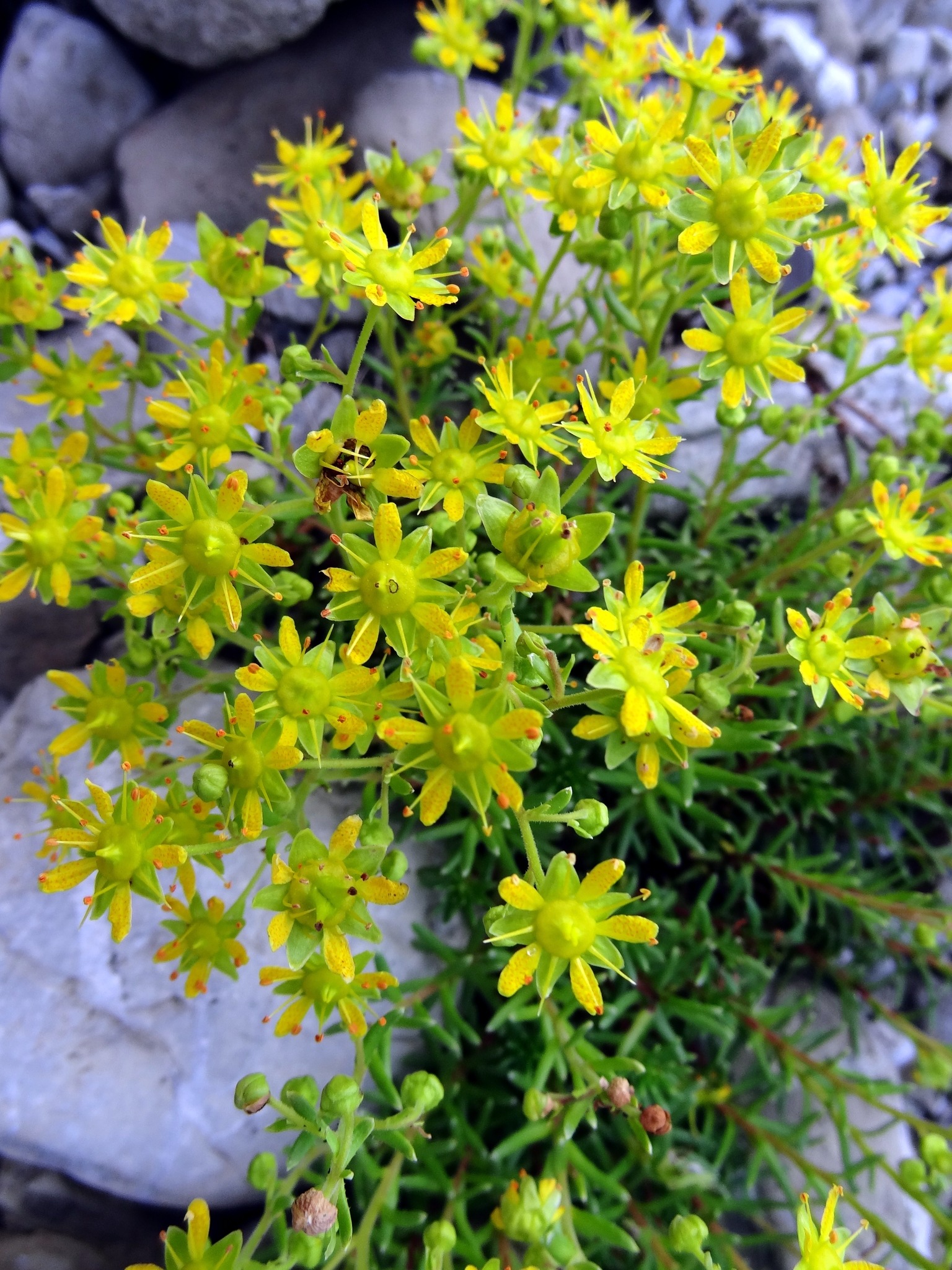 Saxifraga aizoides