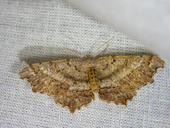 Dissomorphia australiaria