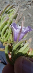 Nolana linearifolia