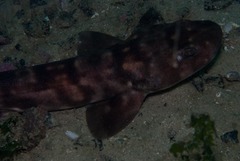 Haploblepharus pictus