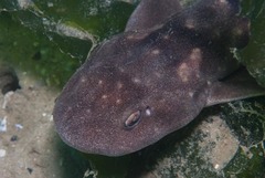 Haploblepharus pictus