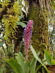 Aechmea cylindrata