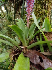 Aechmea cylindrata