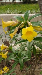 Allamanda schottii