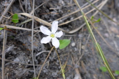 Liparophyllum exaltatum