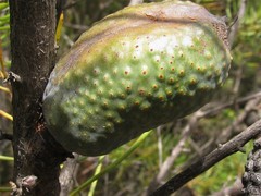 Hakea constablei