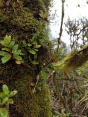 Nematanthus