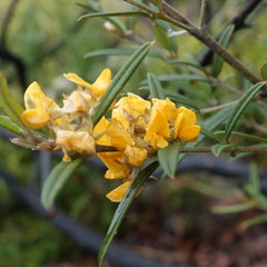 Oxylobium arborescens