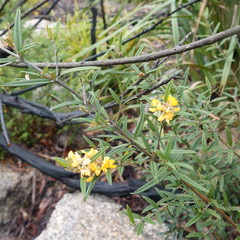 Oxylobium arborescens