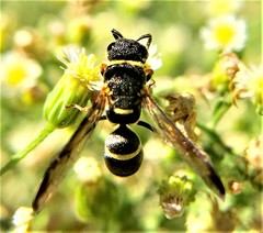 Parancistrocerus rectangulis