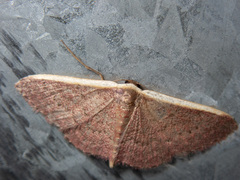 Idaea inversata